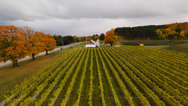 Aerial view of a vineyard in autumn with vibrant fall foliage, a white barn, and a nearby road in Suttons Bay, Michigan, United States.