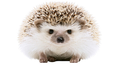 Small African pygmy hedgehog with spiky fur, isolated on transparent background © Evans