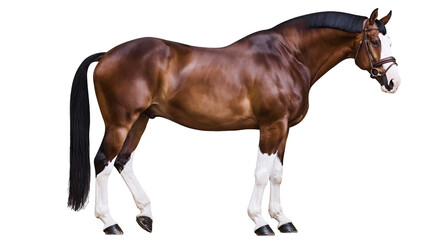 Brown horse with black mane and tail white socks, isolated on transparent background © Evans