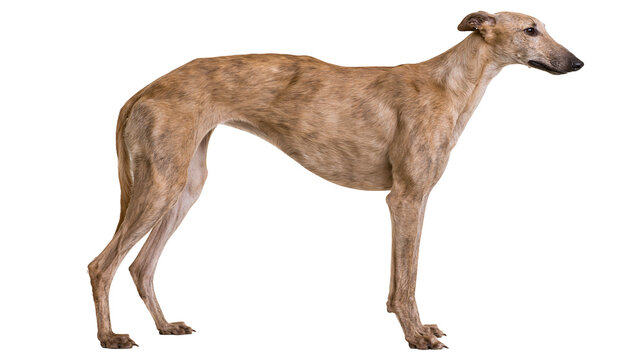 Elegant brindle greyhound dog standing, isolated on transparent background