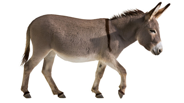 Gray donkey with dark stripe on back walking, isolated on transparent background