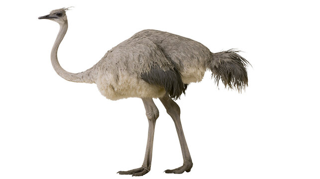 Gray rhea bird with long neck and legs, isolated on transparent background