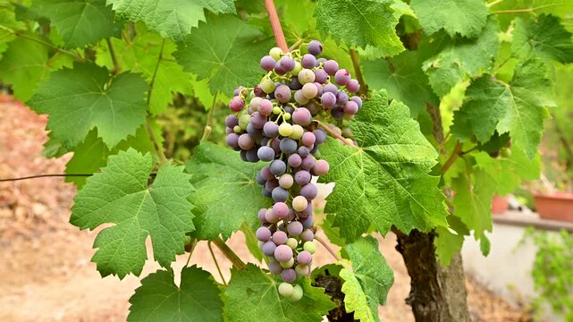 Veraison in a vineyard. Bunch of grapes with berries that begin the ripening phase. Traditional agriculture. Sardinia. Footage.