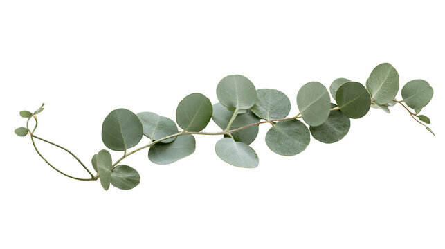 Eucalyptus branch with round leaves, isolated on transparent background