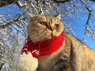 Pretty cat in a red scarf looks at a snowy tree in winter © OLENA LIALINA