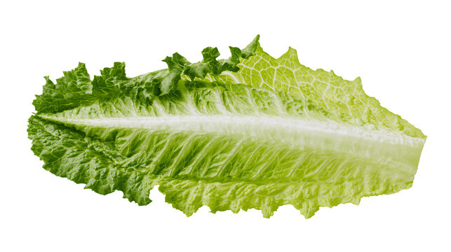 Single crisp green romaine lettuce leaf with visible veins, isolated on transparent background