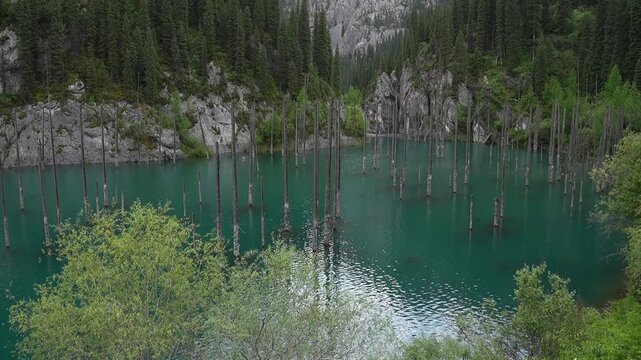 Man standing on wooden viewing platform overlooking turquoise Kaindy lake with submerged tree trunks and rocky cliffs surrounded by coniferous forest, Kazakhstan