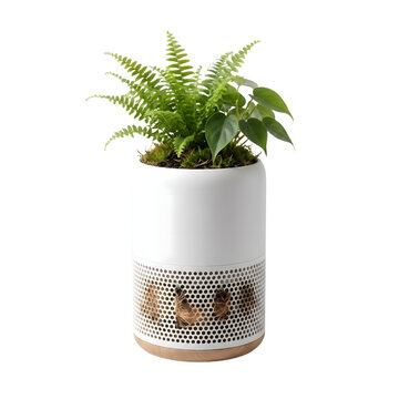 Potted fern plant in a white ceramic pot isolated on transparent background