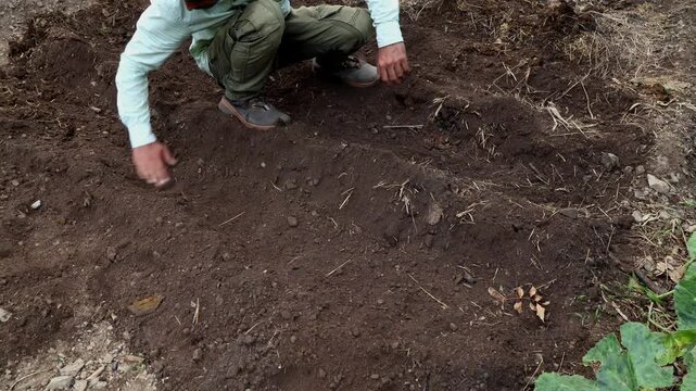 Real-time close-up footage of a young farmer using his hand to cover a tuber with soil in a cultivated field during the summer season in Himachal Pradesh, India.