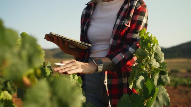 Agricultural researcher documenting crop development with digital tablet during routine field inspection. Farm research, sustainable agriculture, innovation, crop analysis and food production concept
