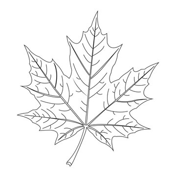 Maple Leat Otline Drawing Illustration