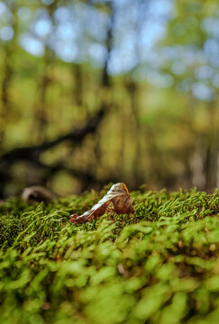 Small wild lizard camouflaged on a thick layer of green moss covering a fallen log in a natural forest environment
