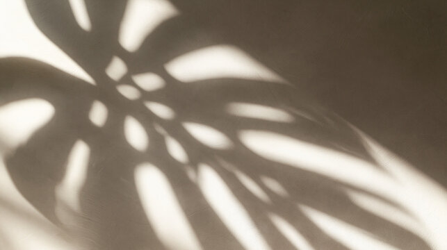 Monstera Leaf Shadow on Neutral Beige Wall Background