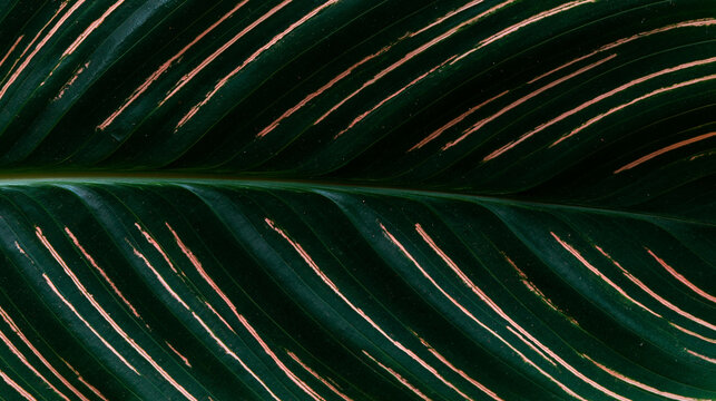 Close Up of Dark Green Calathea Leaf Pattern