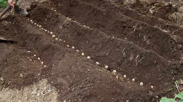 Real-time close-up video of a young farmer covering a tuber with soil during summer cultivation in Himachal Pradesh, India.
