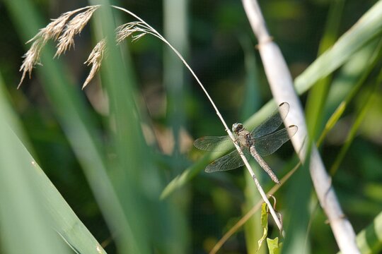 Southern Skimmer (Orthetrum brunneum), Torre Guaceto, Puglia, Italy