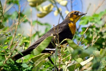 Fototapeta premium yellow-headed blackbird in tree
