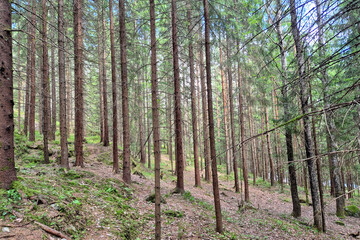 Fototapeta premium Forest