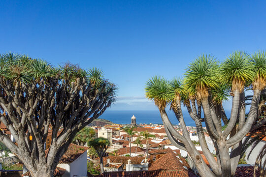 La Orotava city view with dragon trees and ocean