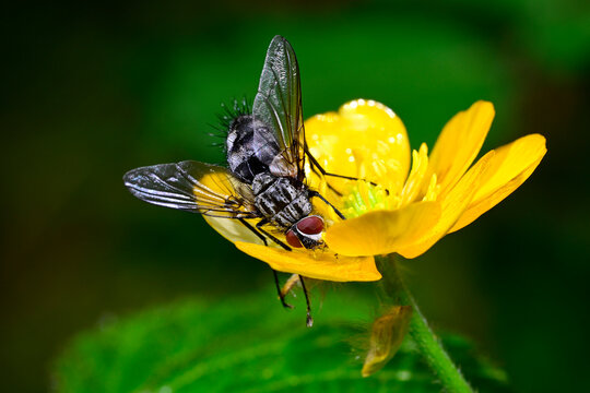 Schr&ouml;ter-Raupenfliege // Tachinid fly (Dinera ferina)