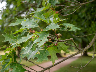 Close-up of green oak leaves and a developing acorn on a tree branch with a soft blurred natural background.  © Marek