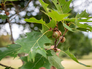 Close-up of green oak leaves and large developing acorns on a tree branch with a soft blurred background. © Marek