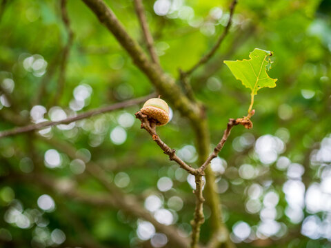 Single acorn growing on an oak branch with a young green leaf against a soft natural bokeh background.