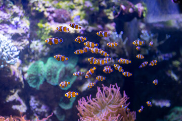 Schwarm kleiner Anemonenfische schwimmt gemeinsam durch ein farbenfrohes Korallenriff im Meerwasseraquarium. © Dominik