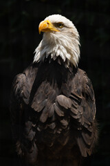Fototapeta premium Majestätischer Weißkopfseeadler in der Vorderansicht mit erhabenem Blick zur Seite vor dunklem Hintergrund.