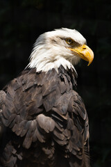 Fototapeta premium Stolz blickender Weißkopfseeadler im Portrait vor dunkel abgedunkeltem Hintergrund mit Fokus auf den gelben Schnabel.
