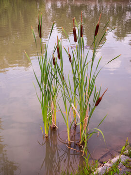 Cattail plants (Typha) with brown flower spikes growing in shallow pond water surrounded by green leaves.