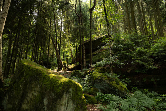 Dichter, verwunschener Wald mit moosbewachsenen Sandsteinfelsen und sonnigen Lichtlichtungen in der S&auml;chsischen Schweiz.