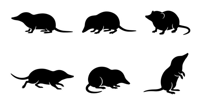 Shrew Silhouettes Collection: Six Vector Icons of Small Mammals in Various Poses