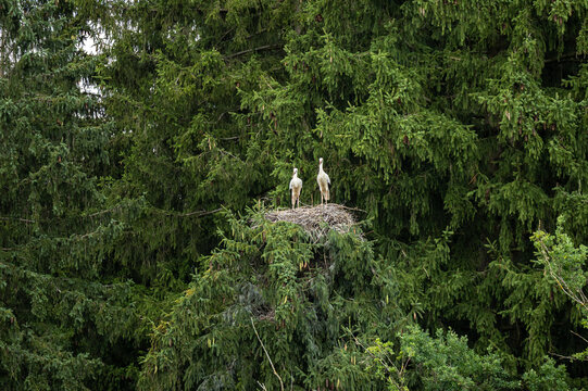 Zwei Wei&szlig;st&ouml;rche stehen gemeinsam in ihrem gro&szlig;en Nest hoch oben in der Wipfelkrone eines dichten Nadelwaldes.