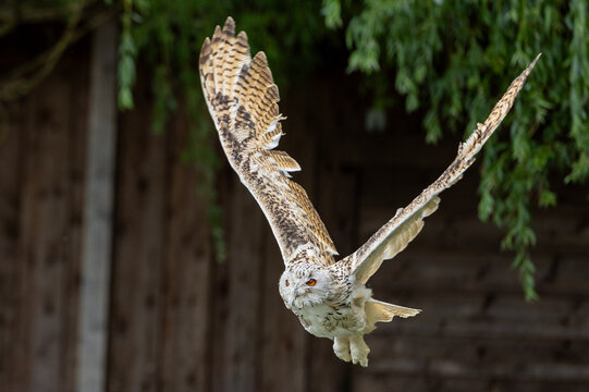 Sibirischer Uhu fliegt mit weit ge&ouml;ffneten Fl&uuml;geln direkt auf die Kamera zu vor dunklem Holz- und Gr&uuml;n-Hintergrund.