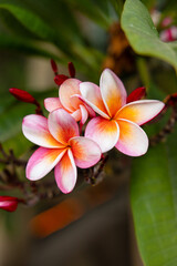 Fototapeta premium Wunderschöne rosa-orange Frangipani-Blüten (Plumeria) mit roten Knospen und grünen Blättern in tropischer Nahaufnahme.