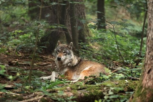 Grauwolf liegt aufmerksam auf dem dichten Waldboden zwischen B&auml;umen und gr&uuml;nem Unterholz im schattigen Mischwald.