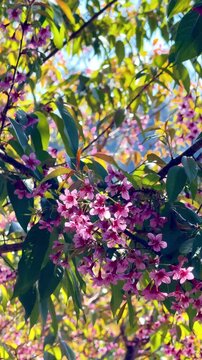 A close-up video of pink cherry blossom trees in full bloom on a morning with soft sunlight and a gentle breeze rustling the leaves in Chiang Mai, Thailand.
