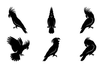 Naklejka premium Cockatoo Silhouettes, Exotic Bird Poses Vector Set, Tropical Parrot Graphics