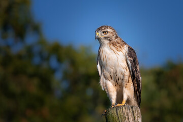 Obraz premium Hawk bird of prey perched on wooden fence post with blurred trees and sky background