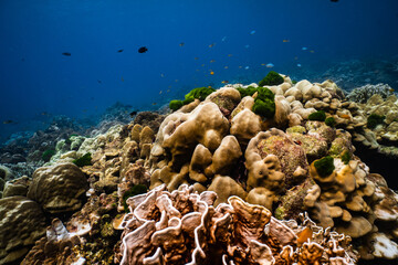 Large hard coral reef formation under deep blue ocean water. © PIPE DIVE UNDERWATER