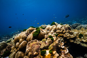 Large hard coral reef formation under deep blue ocean water. © PIPE DIVE UNDERWATER