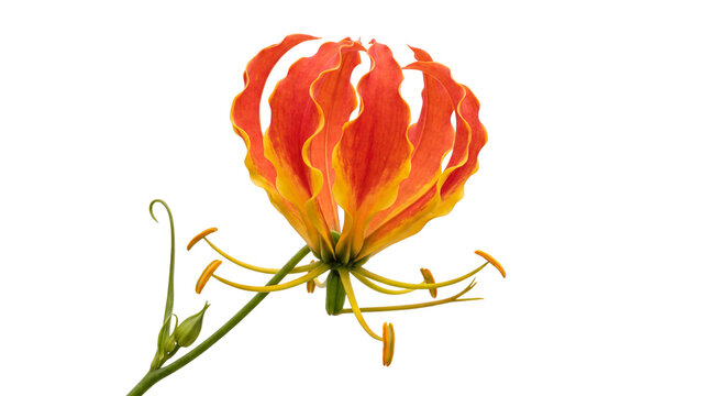 Gloriosa superba flame lily flower, vibrant orange and yellow climbing lily, exotic tropical blossom for botanical design isolated PNG with Transparent Background