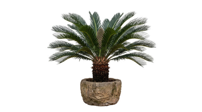 Sago palm in stone planter, tropical Cycas revoluta houseplant, decorative potted palm tree for interior design isolated PNG with Transparent Background