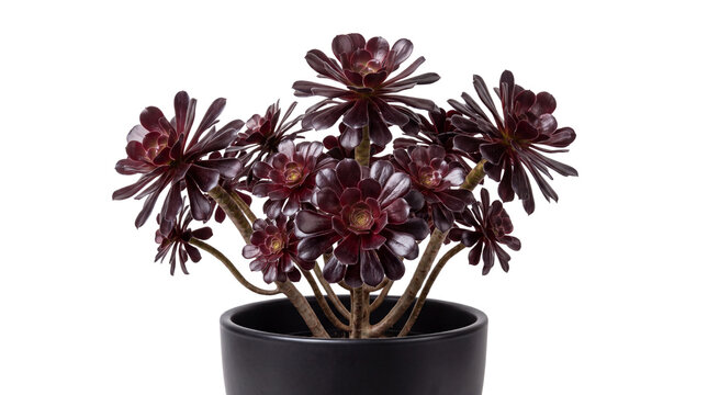 Aeonium arboreum Zwartkop succulent in black ceramic pot. Dark purple desert rose plant. Moody botanical houseplant for modern interior decor. isolated PNG with Transparent Background