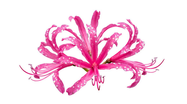 Vibrant pink nerine lily with water droplets, blooming guernsey lily flower, elegant floral botanical specimen for spring design isolated PNG with Transparent Background