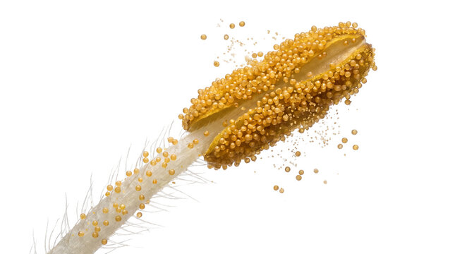 Macro flower stamen with yellow pollen grains, extreme close up of lily anther, botanical science photography for allergy and biology education isolated PNG with Transparent Background