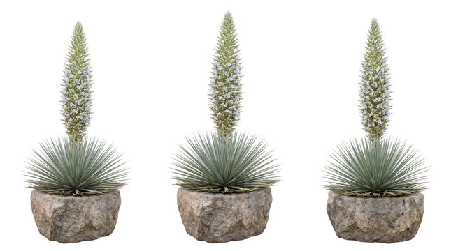 Blooming agave plants in stone pots, desert yucca succulents with tall flower spikes, trio of ornamental agave plants for xeriscape landscaping isolated PNG with Transparent Background
