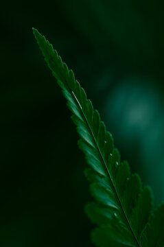 Graceful maidenhair fern fronds with vivid green leaflets in close-up. Tropical foliage providing an elegant organic texture for nature inspired backgrounds.