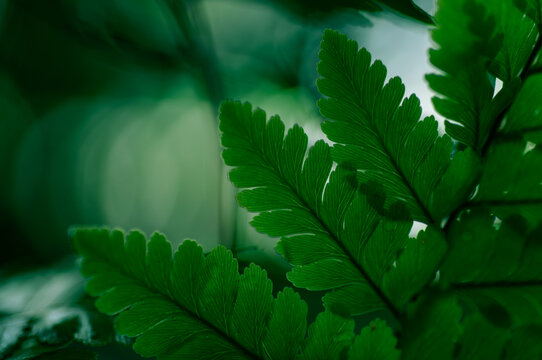 Lush maidenhair fern leaves in soft natural light. Fresh green foliage with intricate leaf structure creating a calming nature background for wellness, interiors and garden themes.